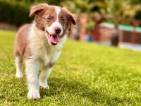 Birinci Sınıf Border Collie Yavruları