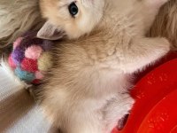 Saf Kan Golden British Shorthair Yavrular (Wcf kayıtlı)