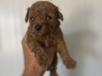 Siyah red ve red brown dişi erkek poodle yavrularımız