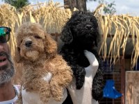 Minyatür poodle yavrularımız