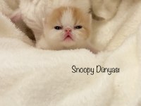 Şecereli Exotic Shorthair Snoopy Desen Erkek Yavrum