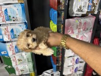 Maltipoo Güzelliklerimiz Yeni Ailesini Bekliyor
