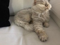 Chinchilla Dişi Kedimiz