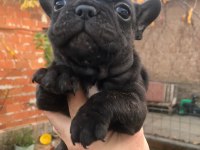 Uygun french bulldog yavrularımız yeni yuvasına hazır
