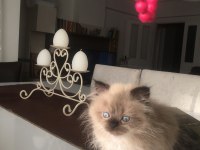 Duygularınızı değiştirecek şivava bebişler ailelerini arıyor