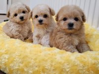 Maltipoo yavrularımın iddiasına bir bakın