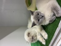 DAMIZLIK EŞLİ BLUE POİNT KEDİMİZ