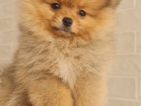Pomeranian teacup