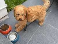 3 aylık eğitimleri tam toy poodle