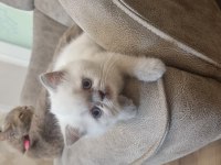 Boncuk gözlü blue point british shorthair