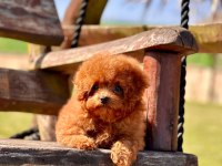 Oyuncak Ayıcık Görünümlü Red Poodle Yavrularımız 