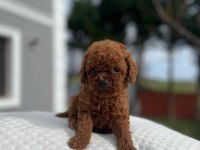 Aa kalite Kore toy poodle