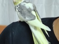 Erkek Sultan