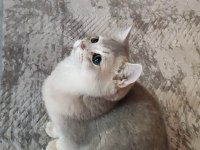 Safkan British Shorthair
