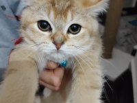 Tamamen sağlıklı 2 güzel scottish fold