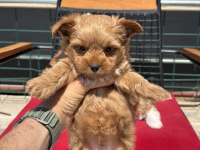 Petmode köpek çiftliğinde ziyarete açık morkie