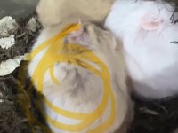 Hamster Tatlı Yavrular İzmir Buca