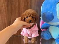 Show kalite toy poodle yavruları