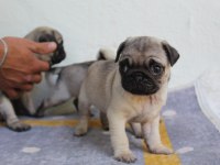 PUG YAVRULARI YENİ EVLERİNE GİTMEYE HAZIRLAR