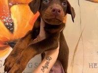 Doberman yavruları
