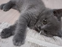 British shorthair yavru kedim