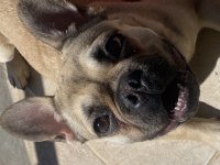 10 aylık dişi french bulldog