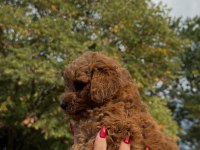 REDBROWN TEACUP POODLE YAVRUMUZ IRKININ EN MİNİĞİ