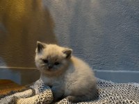 Scottish fold kedimiz bebeklerimiz yeni yuvalarını arıyor