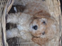 Poodle Yavrularımız Mevcuttur