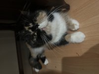 Şecereli Calico Exotic Shorthair Dişi