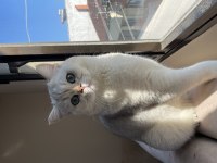 2 aylık british shorthair gold