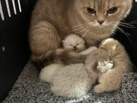 Yavru ve anne kedimiz eşyaları ile verilecek