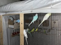 7 erkek ve 7 dişi üremeye hazır yetişkin muhabbet kuşlar