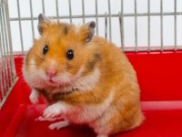 Yavru ve yetişkin suriye hamster bulunur