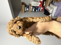 Şirin Ev Poodle Köpekleri