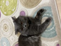 British longhair kedime kız arıyorum