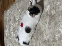 UYSAL VE SAKİN BEBEK KEDİMİZ ŞANS