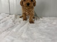 Poodle köpeğimizi kaçıran üzülür