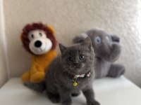 British Shorthair Gri Yavru