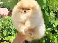 Orjinal Pomeranian Boo