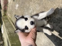 A kalite Husky