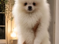 Pomeranian Boo Erkek Ve Dişi Yavrularımız