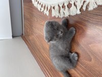 Scottish Fold