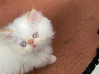 İran kedisi yavrularım yeni yuvalarını arıyorlar