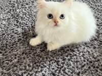 British Longhair Yavrular