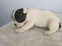 2.5 aylık french bulldog yavrular