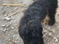 Siyah genç erkek köpeğimiz