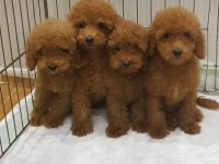 RED BROWN A KALİTE ORJİNAL TOY POODLE YAVRULAR