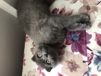 Aşıları tam 6 aylık erkek Scottish fold malzemeleri ile