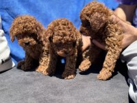 Ankaranın en seçkin toy poodle yavruları